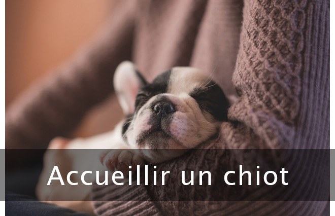 bien accueillir un chiot